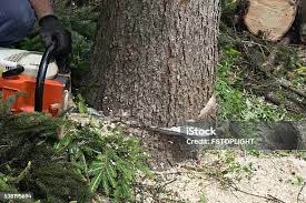 Best Tree Health Inspection  in Guymon, OK