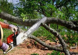 Best Tree Risk Assessment  in Guymon, OK