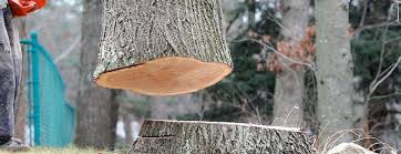 Best Tree Health Inspection  in Guymon, OK