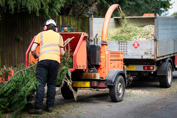 Best Tree Removal  in Guymon, OK