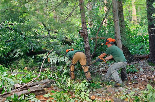 How Our Tree Care Process Works  in  Guymon, OK