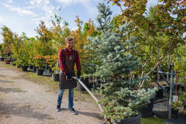 Best Tree Risk Assessment  in Guymon, OK