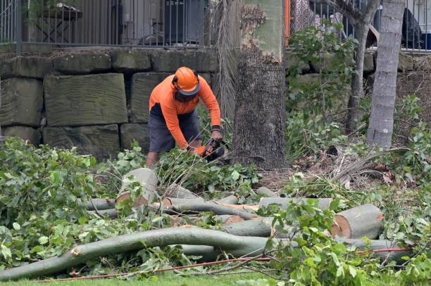Guymon, OK Tree Services Company