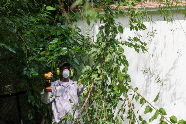 Best Tree Preservation Services  in Guymon, OK