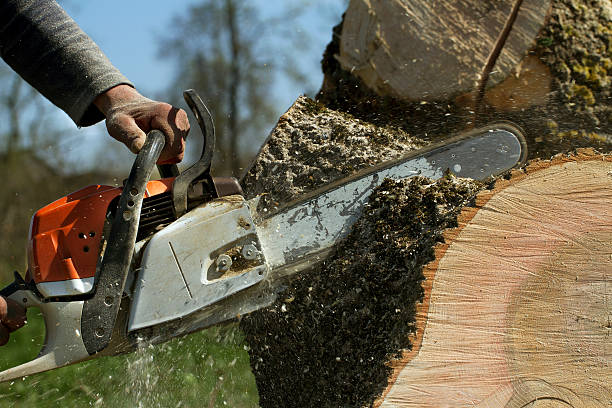 Best Stump Grinding and Removal  in Guymon, OK