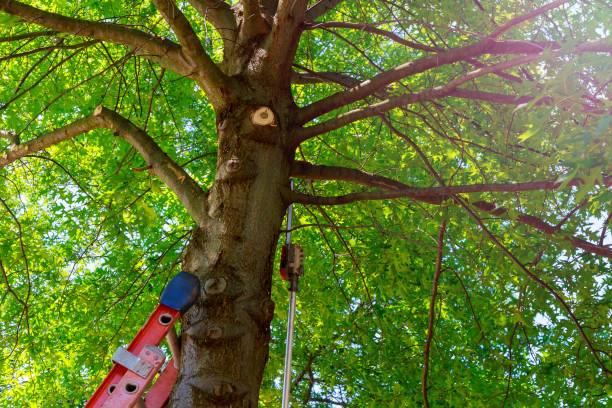 Best Emergency Tree Removal  in Guymon, OK